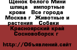 Щенок белого Мини шпица , импортные крови - Все города, Москва г. Животные и растения » Собаки   . Красноярский край,Сосновоборск г.